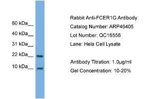 WB Suggested Anti-FCER1G  Antibody Titration: 0.