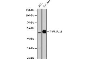 Western blot analysis of extracts of various cell lines, using TNFRSF11B antibody (ABIN6128879, ABIN6149313, ABIN6149314 and ABIN6217181) at 1:3000 dilution. (Osteoprotegerin Antikörper  (AA 22-280))