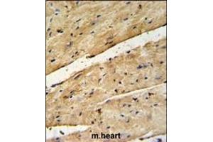 B3GNT7 Antibody (Center) (ABIN650989 and ABIN2840025) IHC analysis in formalin fixed and paraffin embedded mouse heart tissue followed by peroxidase conjugation of the secondary antibody and DAB staining. (B3GNT7 Antikörper  (AA 256-282))