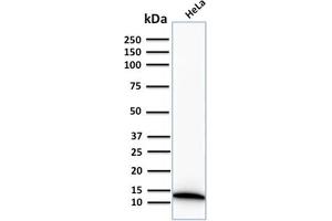 Western Blot Analysis of human HeLa cell lysate using S100A4 Recombinant Rabbit Monoclonal Antibody (S100A4/2750R). (Rekombinanter s100a4 Antikörper  (AA 1-200))