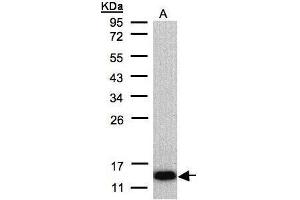 COX6A2 Antikörper  (C-Term)