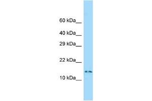 WB Suggested Anti-Dnalc4 Antibody Titration: 1.