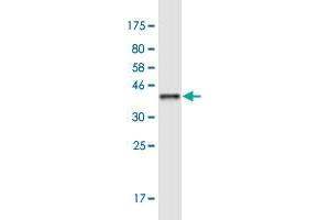 Western Blot detection against Immunogen (36. (MORF4L1 Antikörper  (AA 1-100))