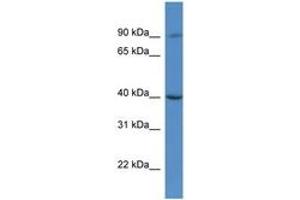 Image no. 1 for anti-Chromosome 9 Open Reading Frame 64 (C9orf64) (AA 266-315) antibody (ABIN6746824) (C9orf64 Antikörper  (AA 266-315))