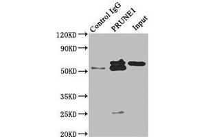 Immunoprecipitating PRUNE1 in HepG2 whole cell lysate Lane 1: Rabbit control IgG instead of ABIN7152277 in HepG2 whole cell lysate. (Exopolyphosphatase PRUNE1 (PRUNE1) (AA 1-168) Antikörper)