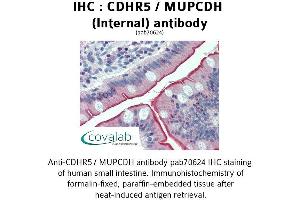 Image no. 1 for anti-Mucin and Cadherin-Like (CDHR5) (Internal Region) antibody (ABIN1732924) (CDHR5 Antikörper  (Internal Region))