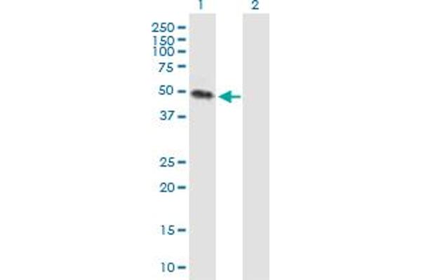 KREMEN2 Antikörper  (AA 1-420)