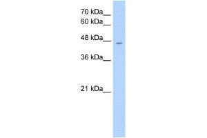 WB Suggested Anti-RHAG Antibody Titration:  1. (RHAG Antikörper  (Middle Region))