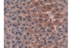 DAB staining on IHC-P; Samples: Mouse Liver Tissue (PON1 Antikörper  (AA 2-186))