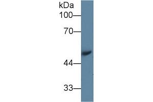 Western Blot; Sample: Mouse Serum; Primary Ab: 1µg/ml Rabbit Anti-Mouse AGT Antibody Second Ab: 0. (AGT Antikörper  (AA 23-477))