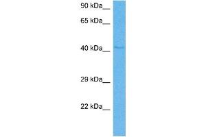 Host:  Mouse  Target Name:  IHH  Sample Tissue:  Mouse Heart  Antibody Dilution:  1ug/ml (Indian Hedgehog Antikörper  (N-Term))