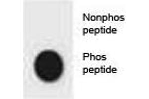 Dot blot analysis of phospho-CDKN2A antibody. (CDKN2A Antikörper  (pSer8))