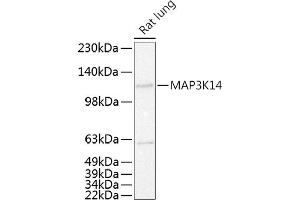 Western blot analysis of extracts of Rat lung, using MK14 antibody (ABIN6130536, ABIN6143497, ABIN6143498 and ABIN6215270) at 1:500 dilution.