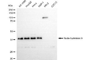 Western blotting analysis using nudix hydrolase 9 antibody (ABIN7799690).
