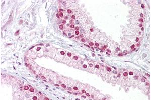 Immunohistochemistry with Prostate tissue at an antibody concentration of 5µg/ml using anti-TCEA1 antibody (ARP33407_P050) (TCEA1 Antikörper  (N-Term))