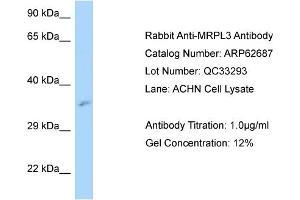 Western Blotting (WB) image for anti-Mitochondrial Ribosomal Protein L3 (MRPL3) (N-Term) antibody (ABIN2789211) (MRPL3 Antikörper  (N-Term))