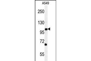 Western blot analysis in A549 cell line lysates (35ug/lane). (DPY19L2 Antikörper  (C-Term))