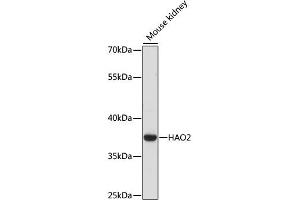 Western blot analysis of extracts of Mouse kidney, using HAO2 antibody (ABIN6289970) at 1:1000 dilution.