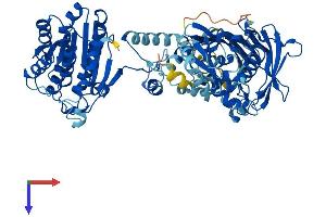 HSD17B4 Protein (AA 1-736) (His tag)