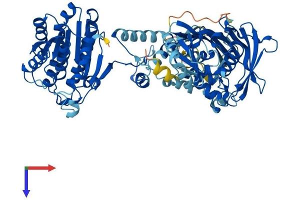 HSD17B4 Protein (AA 1-736) (His tag)