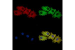 YTHDF1 Mouse Monoclonal Antibody staining HepG2 cells by IF/ICC. (YTHDF1 Antikörper  (N-Term))
