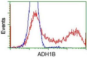 HEK293T cells transfected with either RC205391 overexpress plasmid (Red) or empty vector control plasmid (Blue) were immunostained by anti-ADH1B antibody (ABIN2454480), and then analyzed by flow cytometry. (ADH1B Antikörper)