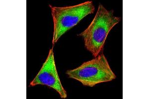 Immunofluorescent analysis of 4% paraformaldehyde-fixed, 0. (EIF2AK2 Antikörper)