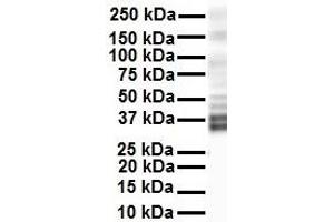 Western Blotting (WB) image for anti-Potassium Voltage-Gated Channel, Shaker-Related Subfamily, beta Member 2 (KCNAB2) (Middle Region) antibody (ABIN2780205)