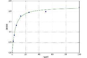 Dopamine beta-Hydroxylase (Dopamine beta-Monooxygenase) (DBH) ELISA Kit