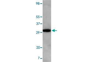 Western blot analysis using Aspscr1 monoclonal antibody, clone 4A11A6G11  against NIH/3T3 cell lysate. (ASPSCR1 Antikörper)