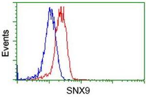 Image no. 3 for anti-Sorting Nexin 9 (SNX9) antibody (ABIN1501050) (SNX9 Antikörper)