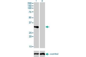 Western blot analysis of TNFRSF7 over-expressed 293 cell line, cotransfected with TNFRSF7 Validated Chimera RNAi (Lane 2) or non-transfected control (Lane 1). (CD27 Antikörper  (AA 1-260))