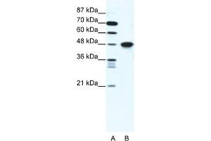 WB Suggested Anti-ENO1 Antibody Titration:  1. (ENO1 Antikörper  (C-Term))