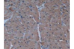 Detection of INS in Mouse Heart Tissue using Polyclonal Antibody to Insulin (INS) (Insulin Antikörper  (AA 90-110))