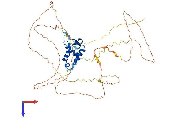 FOXF2 Protein (AA 1-444) (His tag)