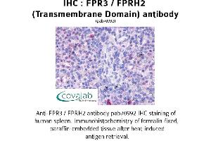 Image no. 1 for anti-Formyl Peptide Receptor 3 (FPR3) antibody (ABIN1734461) (FPR3 Antikörper)