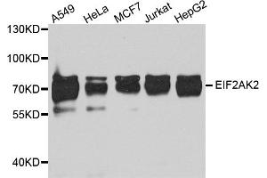 Western blot analysis of extracts of various cell lines, using Eif2ak2 antibody (ABIN5973251) at 1/1000 dilution. (EIF2AK2 Antikörper)