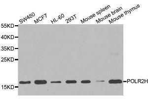 Western blot analysis of extracts of various cell lines, using POLR2H antibody. (POLR2H Antikörper  (AA 1-150))
