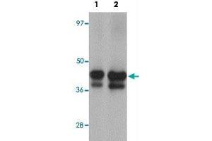 Western blot analysis of YBX2 in human testis tissue lysate with YBX2 polyclonal antibody  at (1) 1 and (2) 2 ug/mL. (YBX2 Antikörper  (C-Term))