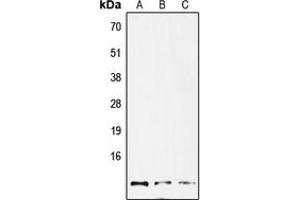 Western blot analysis of GNG12 expression in HepG2 (A), mouse lung (B), rat lung (C) whole cell lysates. (GNG12 Antikörper  (Center))