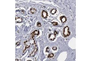 Immunohistochemistry (Formalin/PFA-fixed paraffin-embedded sections) of human breast with SUB1 polyclonal antibody  shows strong nuclear positivity in glandular cells.