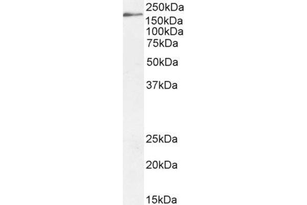 DSCAM Antikörper  (Internal Region)