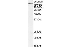 ABIN185687 (2µg/ml) staining of HepG2 cell lysate (35µg protein in RIPA buffer).