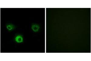 Immunofluorescence (IF) image for anti-Chemokine (C-C Motif) Receptor 4 (CCR4) (AA 211-260) antibody (ABIN2889894) (CCR4 Antikörper  (AA 211-260))