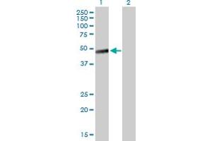 Western Blot analysis of LAYN expression in transfected 293T cell line by LAYN MaxPab polyclonal antibody. (Layilin Antikörper  (AA 1-374))
