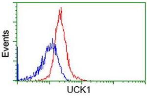 Flow cytometric Analysis of Hela cells, using anti-UCK1 antibody (ABIN2453770), (Red), compared to a nonspecific negative control antibody (ABIN2453770), (Blue). (UCK1 Antikörper)