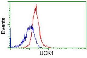 Flow cytometric Analysis of Hela cells, using anti-UCK1 antibody (ABIN2453770), (Red), compared to a nonspecific negative control antibody (ABIN2453770), (Blue).