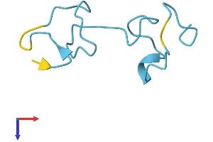 MT1M Protein (AA 1-61) (Fc Tag)