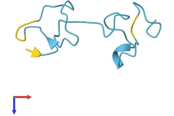 MT1M Protein (AA 1-61) (Fc Tag)