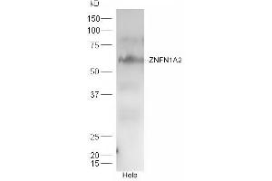 HeLa cell lysates probed with Rabbit Anti-ZNFN1A2 Polyclonal Antibody, Unconjugated (ABIN2180458) at 1:300 overnight at 4 °C. (IKZF2 Antikörper  (AA 21-120))